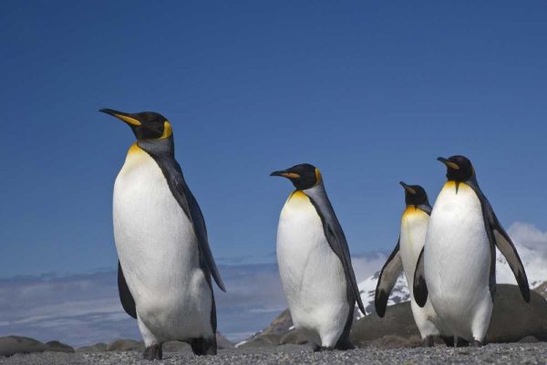 South Georgia Island King penguins marching